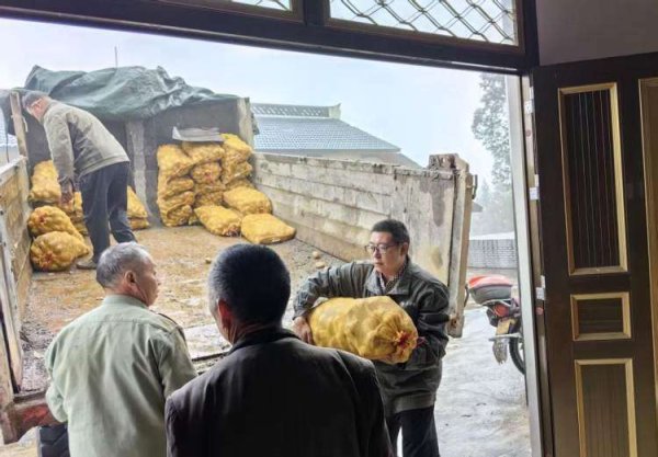 纯旭配资 重庆巫溪铁岭村: 8000斤马铃薯种薯送村民 产业帮扶助力乡村振兴